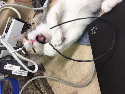 Catzilla.JPG